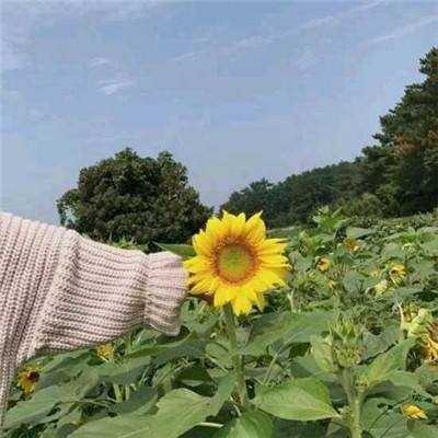 征服与霸业内测版下载